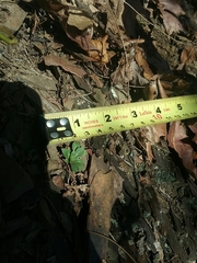 Oenothera argillicola