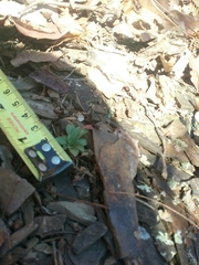Oenothera argillicola
