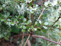 Coprosma pedicellata