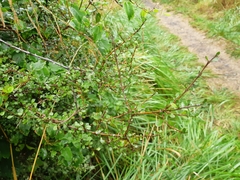 Coprosma pedicellata
