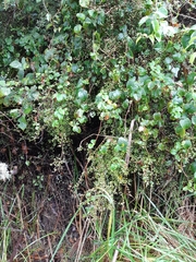 Coprosma pedicellata