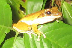 Polypedates teraiensis