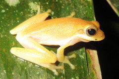 Polypedates teraiensis