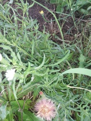 Noticastrum diffusum