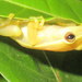 Senapti's Tree Frog - Photo (c) Jonathan Hakim, some rights reserved (CC BY-NC), uploaded by Jonathan Hakim