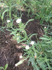 Noticastrum diffusum