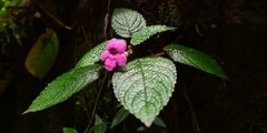 Chrysothemis melittifolia