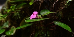 Chrysothemis melittifolia