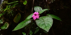 Chrysothemis melittifolia