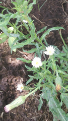 Noticastrum diffusum