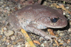 Leptobrachium