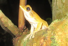 Polypedates teraiensis