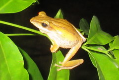 Polypedates teraiensis