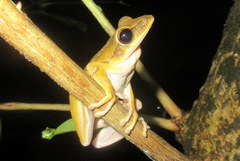 Polypedates teraiensis