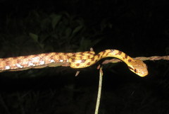 Boiga siamensis