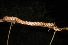 Boiga siamensis