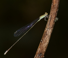 Aciagrion pallidum