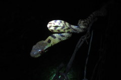 Boiga siamensis
