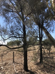 Allocasuarina luehmannii