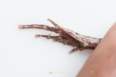 Microhyla mymensinghensis