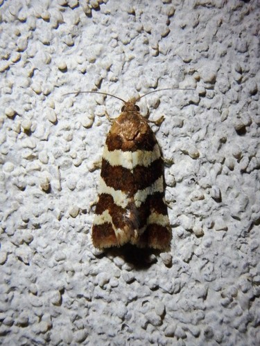 Conchylis subfurcatana