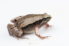 Microhyla mymensinghensis