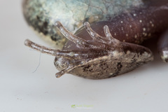 Microhyla mymensinghensis