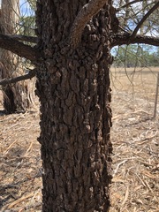 Allocasuarina luehmannii