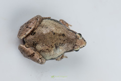 Microhyla mymensinghensis