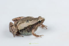 Microhyla mymensinghensis