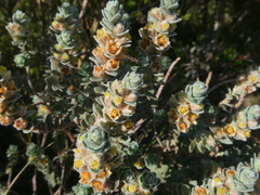Clutia tomentosa
