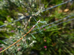Euphorbia genistoides