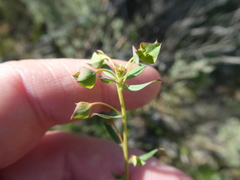 Euphorbia genistoides