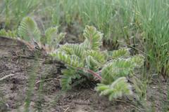 Astragalus dasyanthus