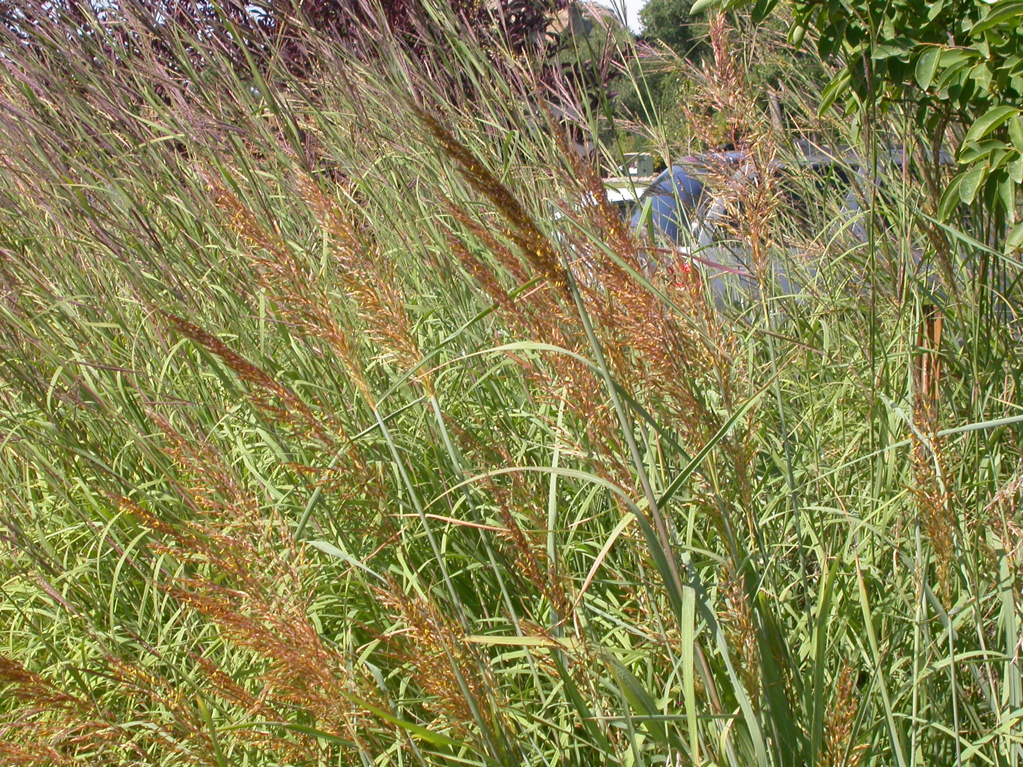 Sorghastrum