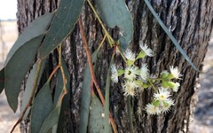 Eucalyptus microcarpa