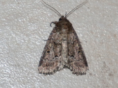 Spodoptera umbraculata