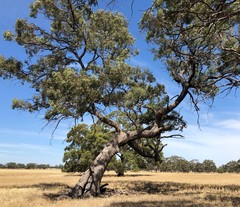 Eucalyptus microcarpa