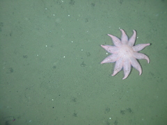 Solasteridae