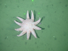 Solasteridae