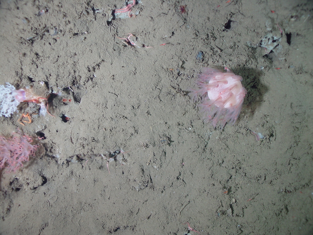 Anthomastinae