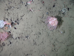 Pseudoanthomastus