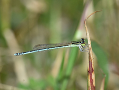 Agriocnemis lacteola