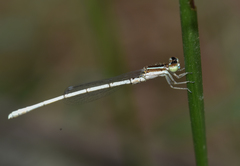 Agriocnemis lacteola