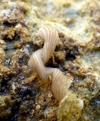 Baseodiscus delineatus