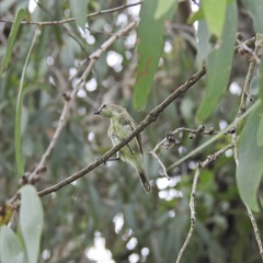Microeca flavigaster