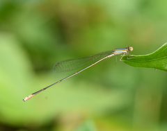 Aciagrion pallidum