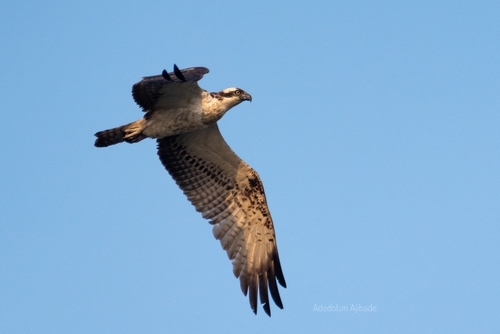 Osprey