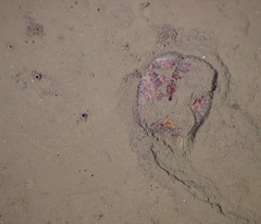 Spatangoida