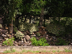 Mammillaria compressa compressa